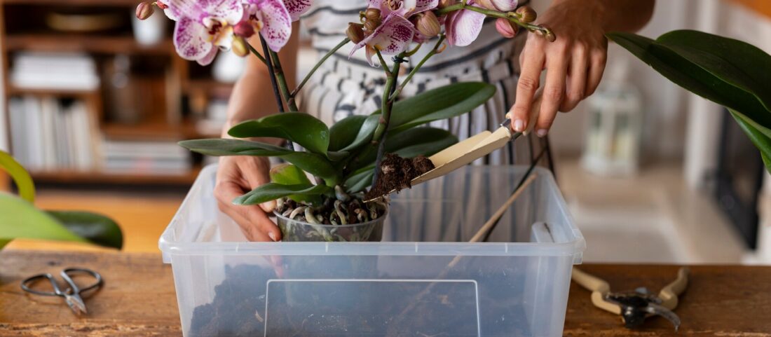 Az orchidea léggyökér levágása és a helyes gondozása
