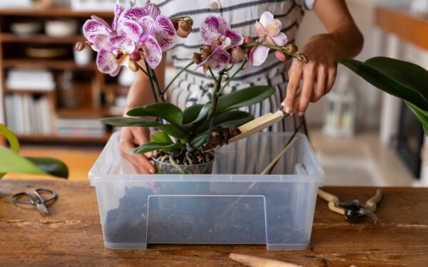 Az orchidea léggyökér levágása és a helyes gondozása