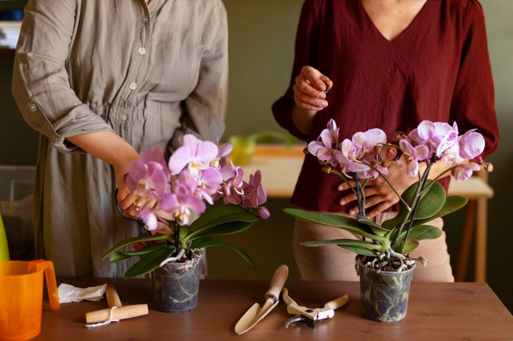 Az orchidea légzőgyökereinek levágása: átultetes