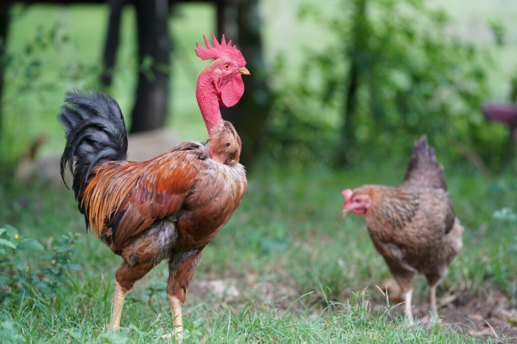 Kakas kukorékolása - birtokvédelem