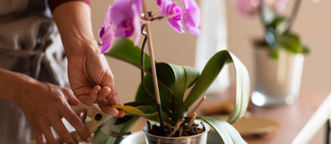 Az orchidea metszése: tippek a dús és tartós virágzásért