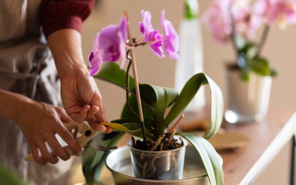 Az orchidea metszése: tippek a dús és tartós virágzásért